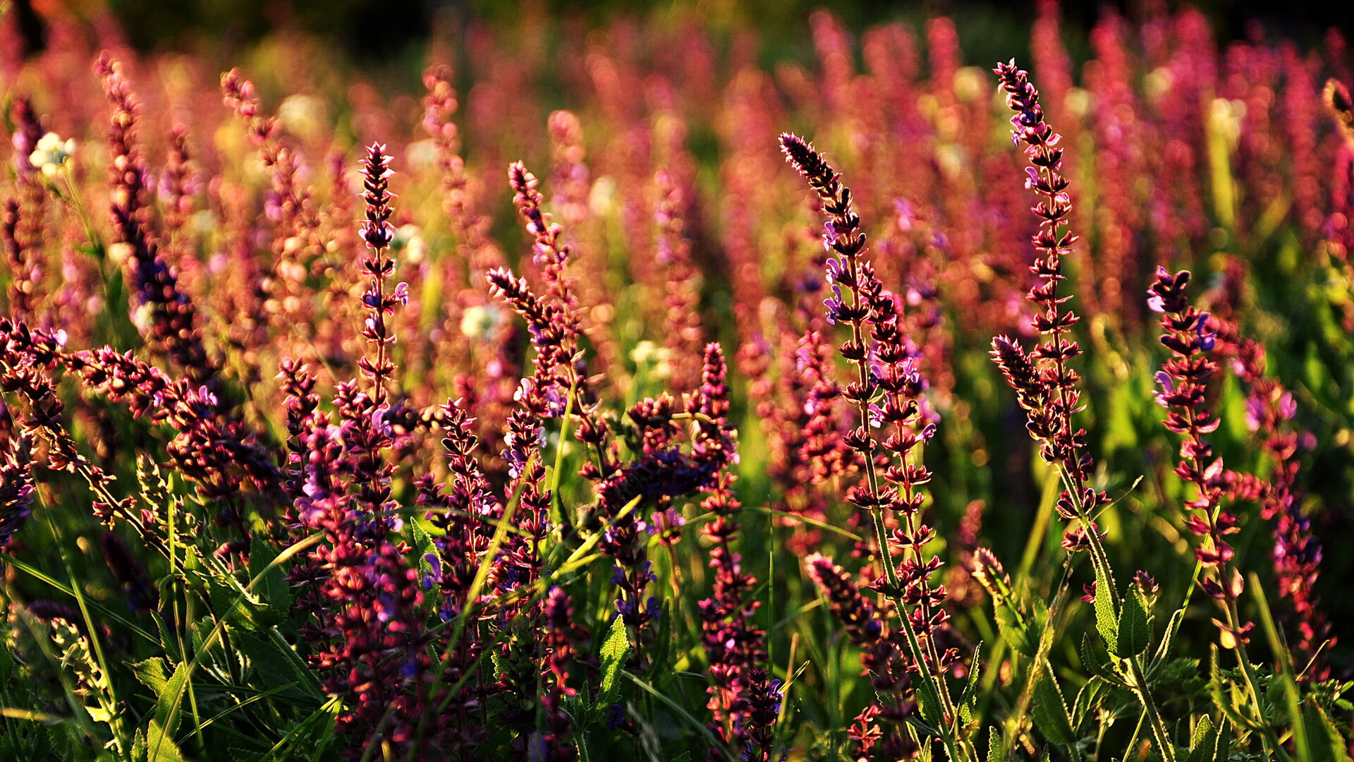 _文化交流赛：不同国家代表团激情碰撞_，不同国家的代表