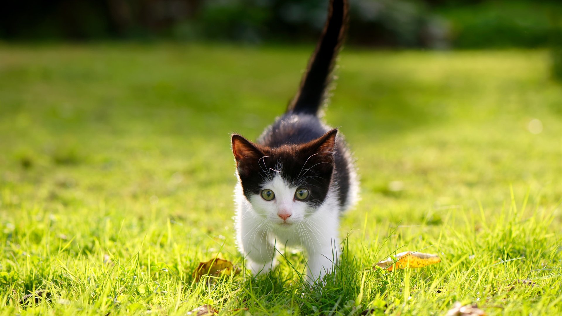 JIU YOU GAME-英超高比分对决，精彩进球如雨点般落下，英超最新比分及积分榜