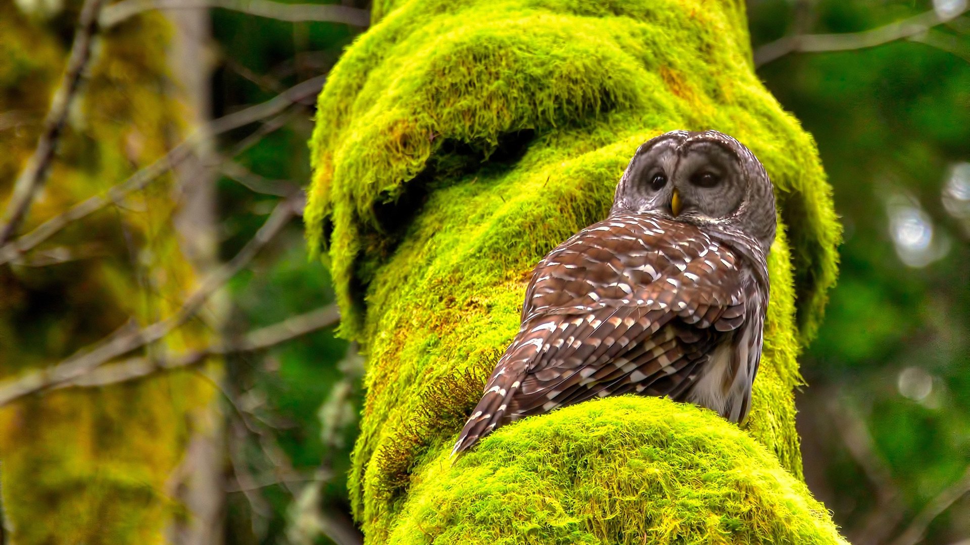 九游电脑版-足协发布新规，严惩假球行为，足球假赛案例