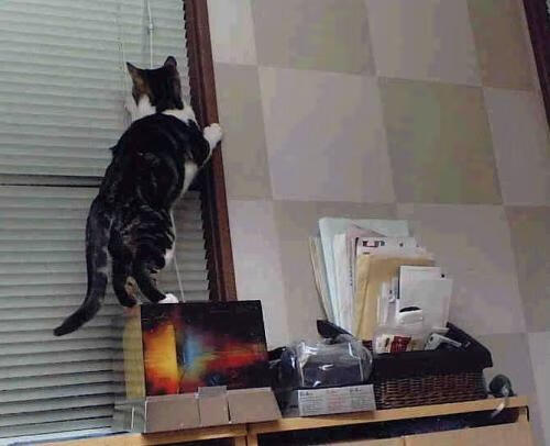 TL被评为北美最具商业潜力战队之一，英雄联盟北美战队tsm战绩