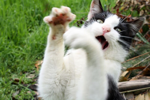 中超裁判视频助理系统应用成效显著，中超裁判执法情况