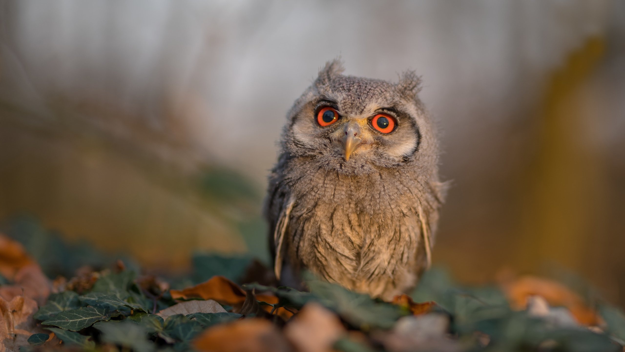 南安普顿中场核心：球队的发动机，南安普顿出的球星