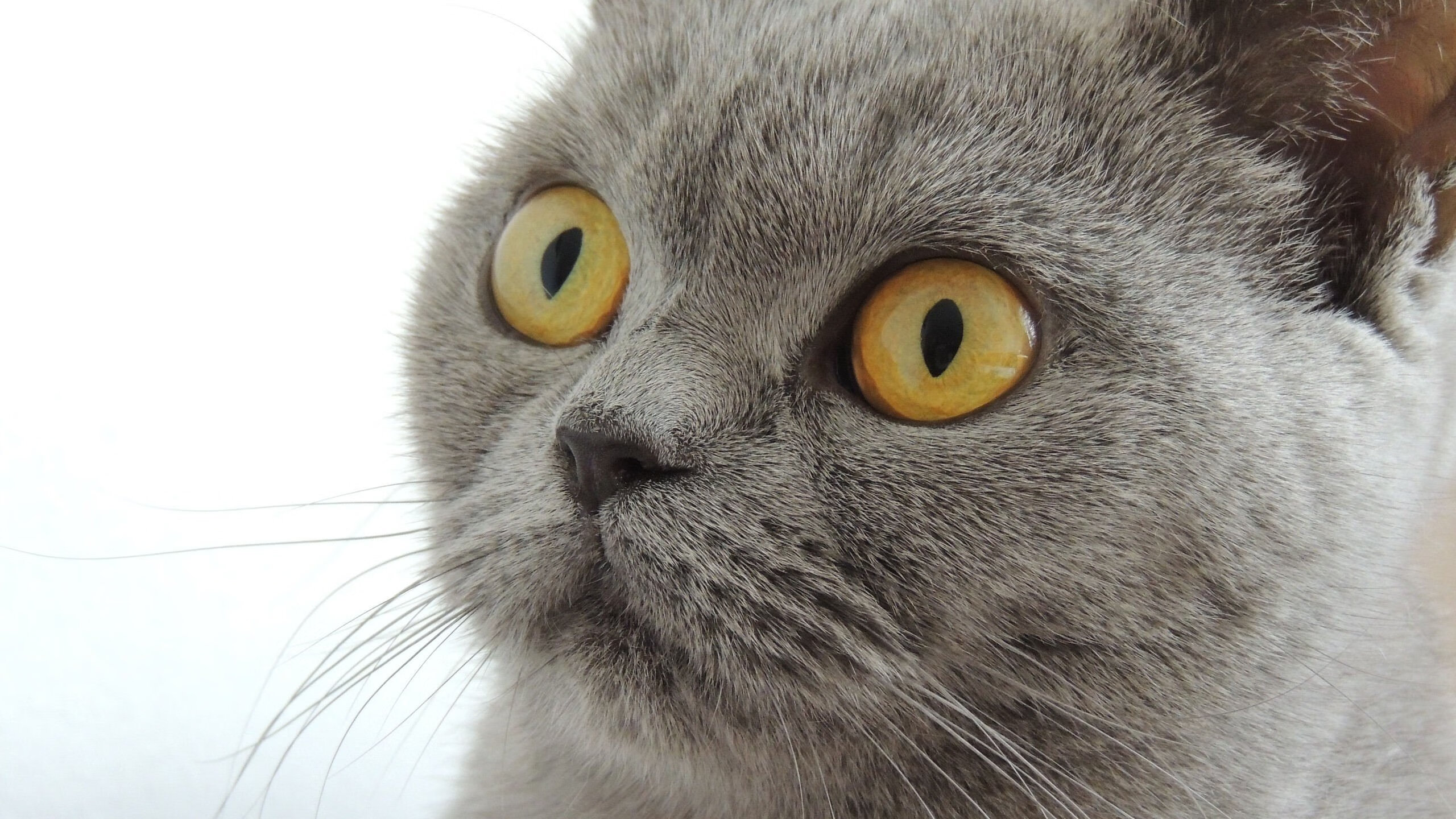 欧洲足球锦标赛冠军角逐激励球员备战，欧洲足球锦标联赛