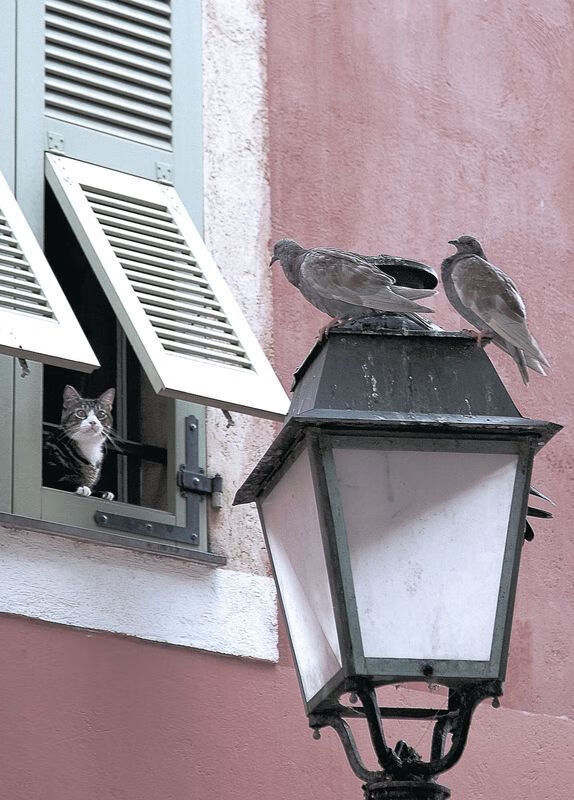 琉球黄金国王季中引援助力球队，琉球王国百度百科