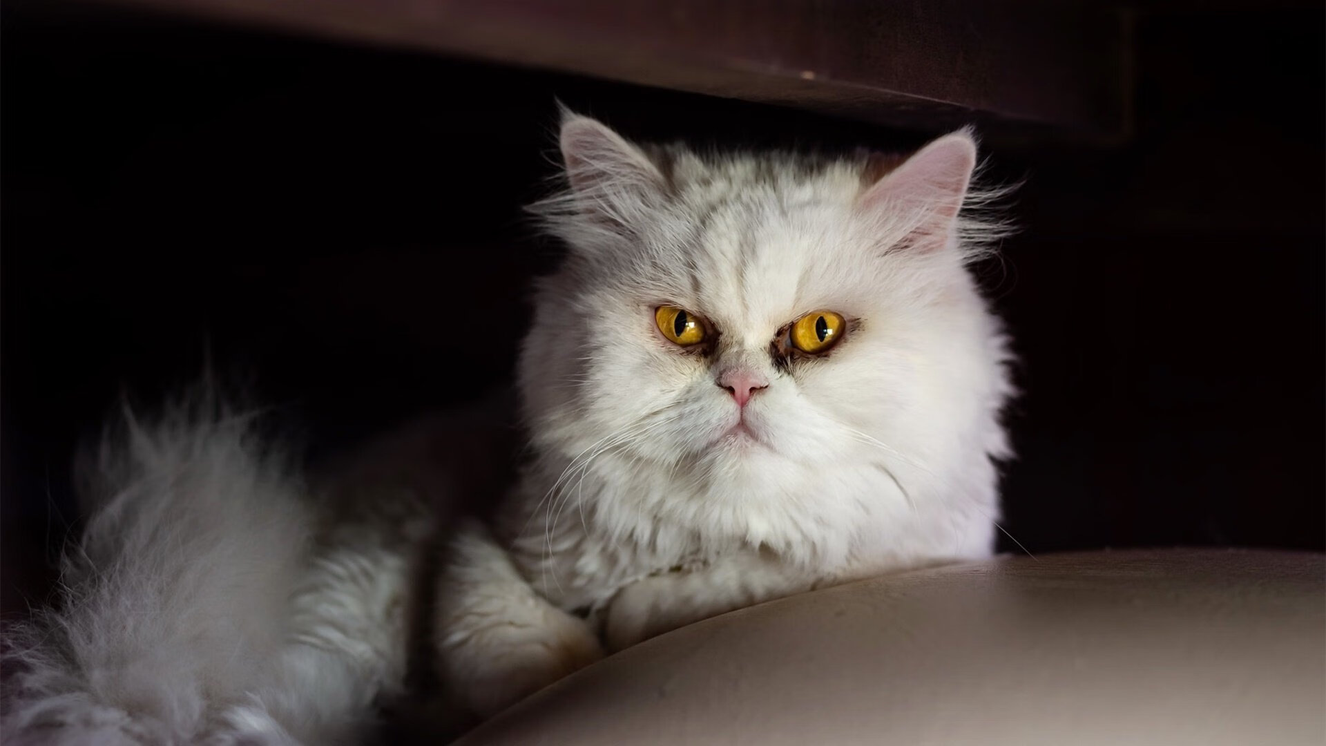 皇家马德里主场2-0战胜拉斯帕尔马斯，收获三分，皇家马德里晋级