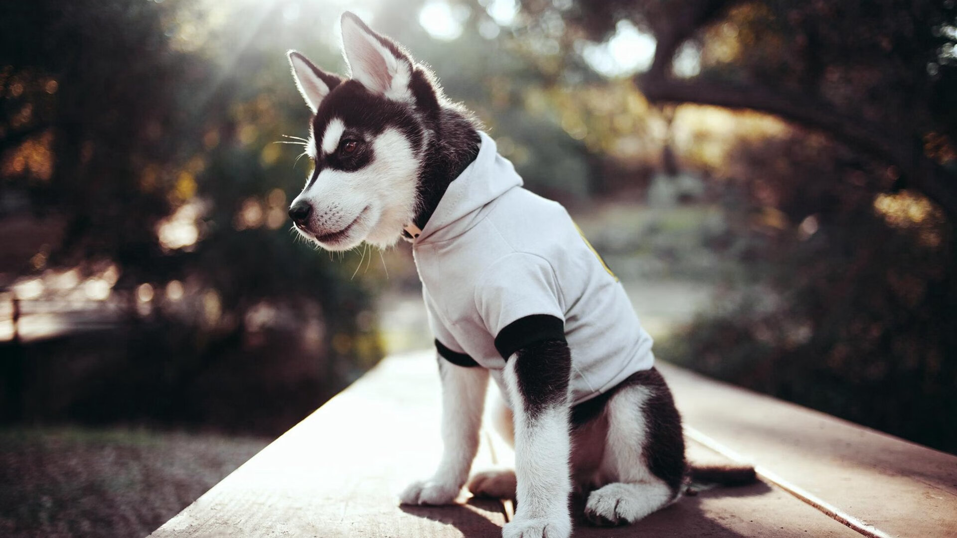 NBA球员训练负荷管理,nba球员体能训练计划