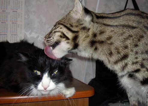 PSG需总结经验，强化团队协作，ps团队是什么