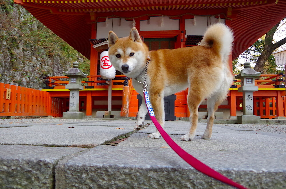 世界羽联排名更新 国羽多人跻身前十，世界羽联官方排名