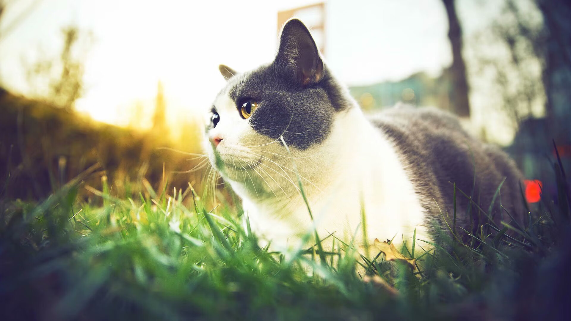 -全运会主视觉方案公开征集反响热烈，视频全运会