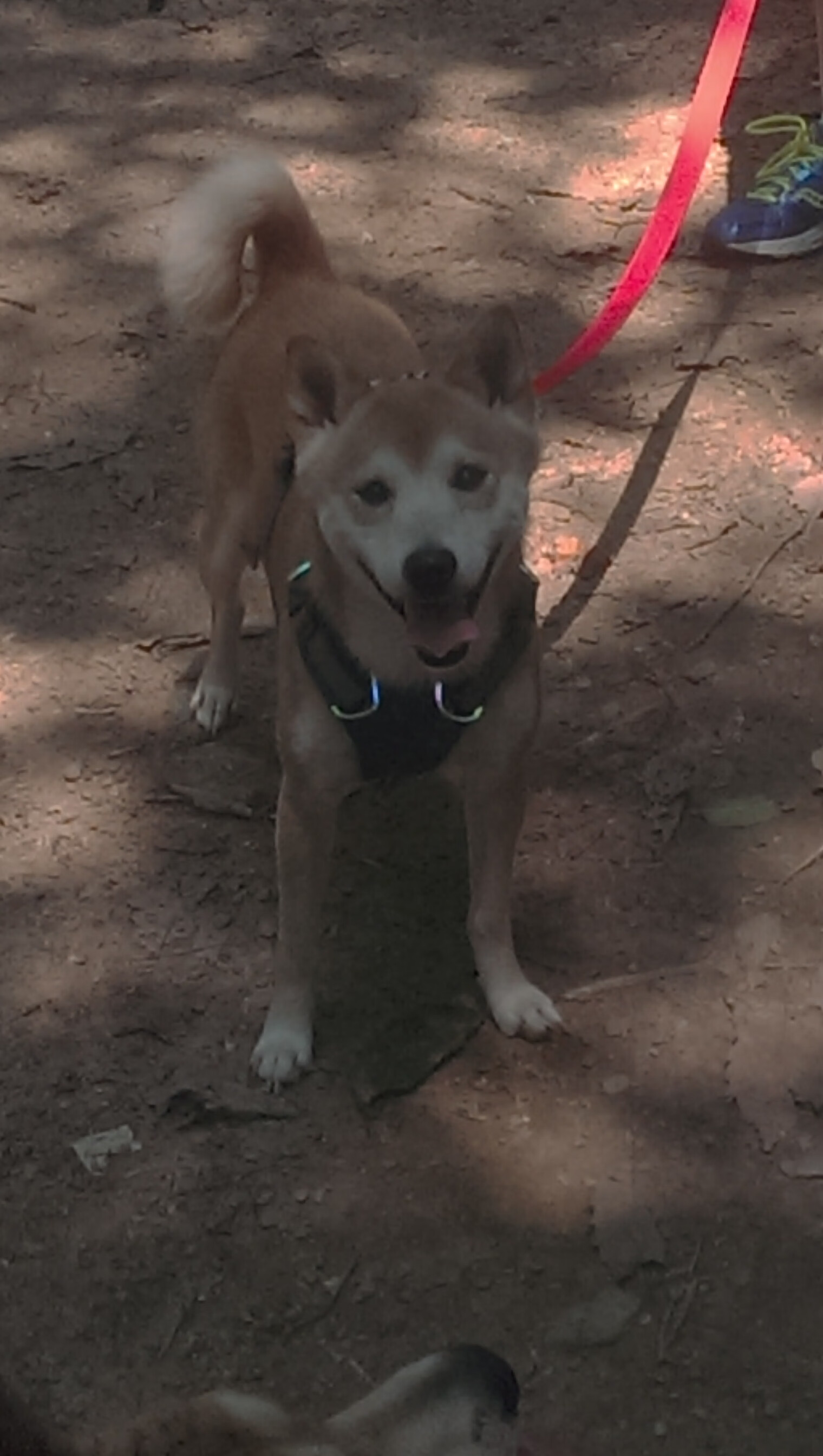 JiuyouAPP下载-尤文图斯攻守转换更加流畅高效，尤文图斯转出球员