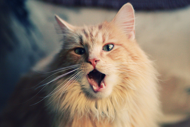 职业联赛赛程安排未考虑球员恢复窗口，职业联赛俱乐部