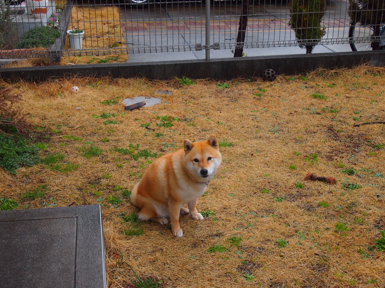 九游用户空间-利物浦在欧冠赛场势如破竹，目标再登巅峰