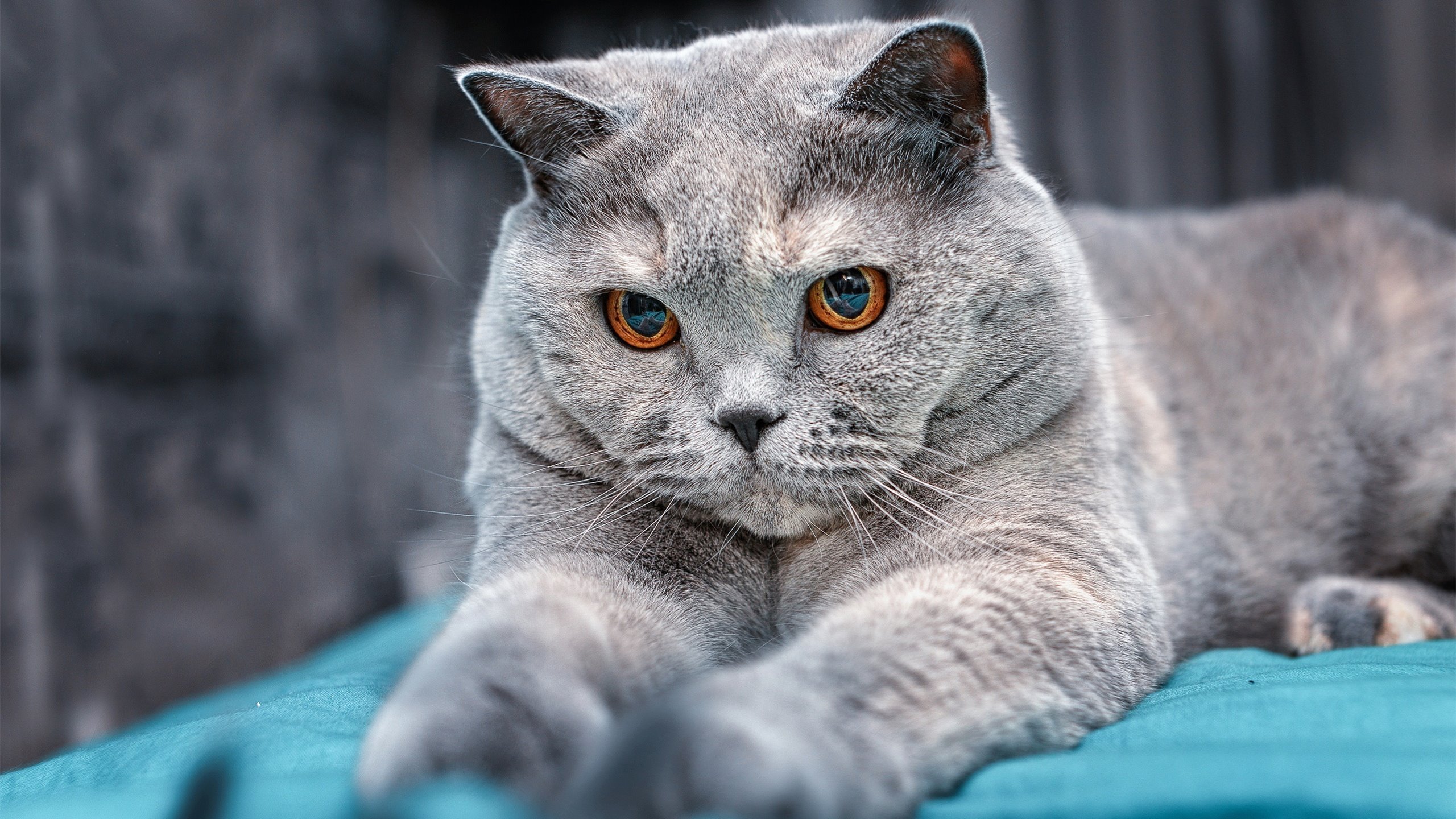 九游app官网下载-德甲速度狂飙：突如其来的突破令人震撼！，德甲最快进球纪录