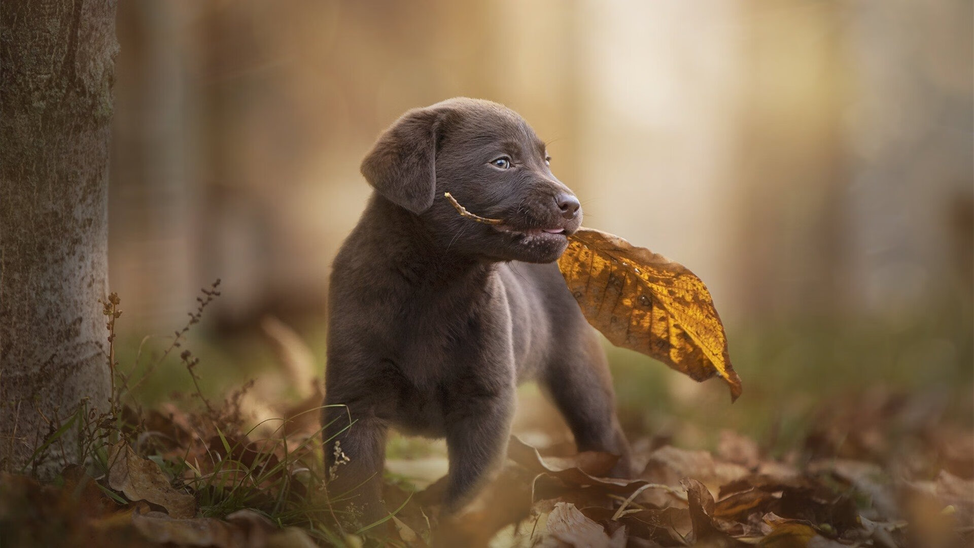 热火计划在客场进行球迷答谢仪式,热火主场