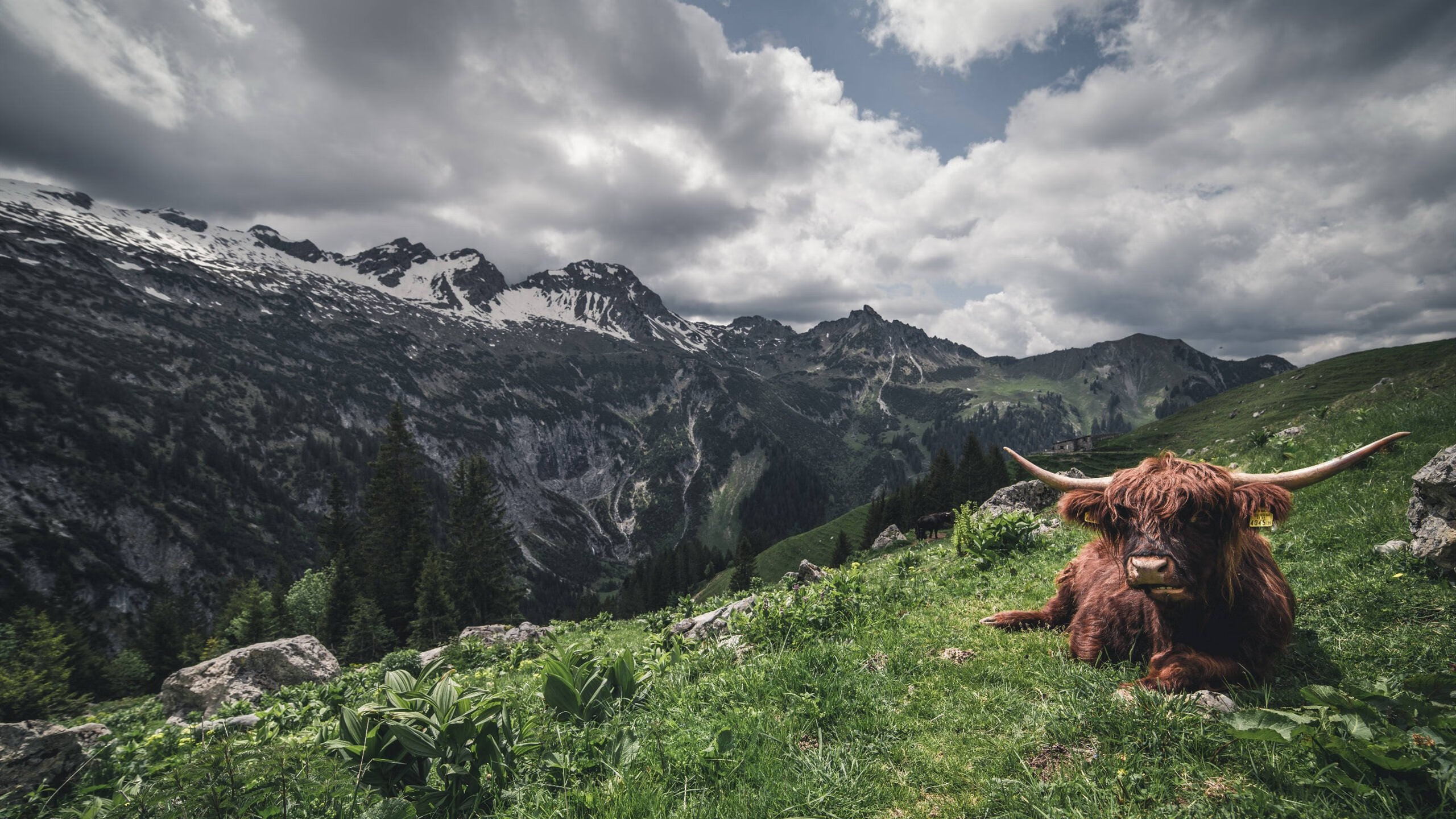 九游游戏中心-苏格兰橄榄球政策推动青训体系，培养新一代球员，苏格兰 球员